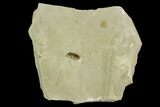 Fossil Weevil (Curculionoidae) - Green River Formation, Utah #108820-1